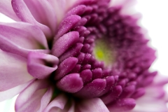 Szuchyt_000028_086056_736285_7968